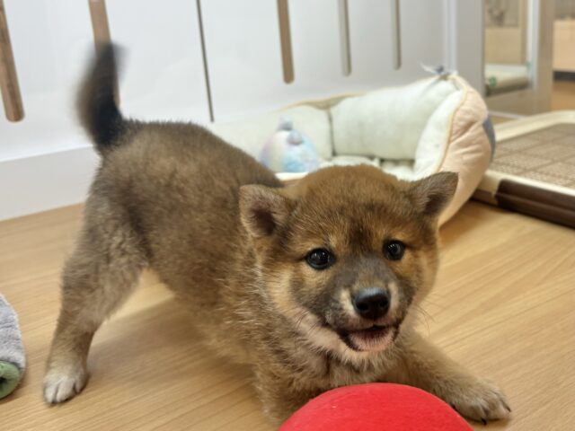 柴犬