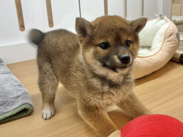 柴犬