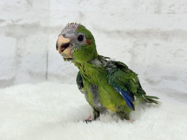 【最新画像更新🪄】毎日の成長が楽しみ♬*°キガシラアオハシインコ(ノーマル) ヒナ キガシラアオハシインコ