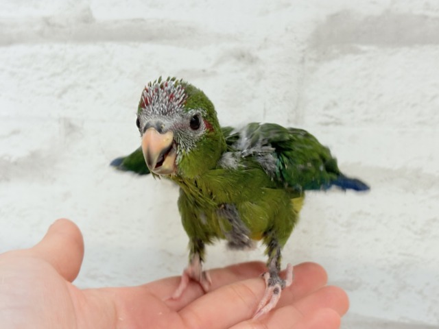 【最新画像更新🪄】毎日の成長が楽しみ♬*°キガシラアオハシインコ(ノーマル) ヒナ キガシラアオハシインコ