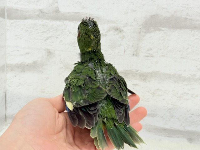 【最新画像更新🪄】毎日の成長が楽しみ♬*°キガシラアオハシインコ(ノーマル) ヒナ キガシラアオハシインコ