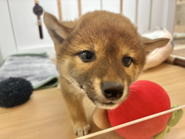 柴犬