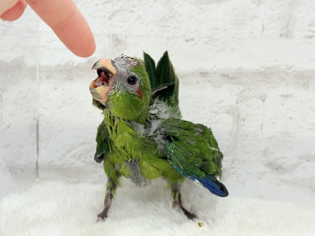 【最新画像更新🪄】毎日の成長が楽しみ♬*°キガシラアオハシインコ(ノーマル) ヒナ キガシラアオハシインコ