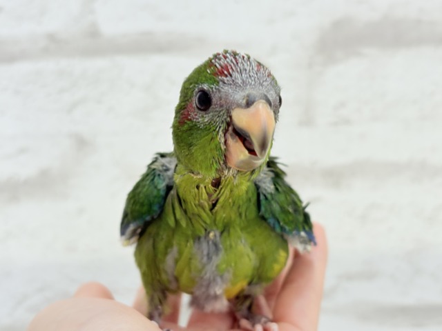 【最新画像更新🪄】毎日の成長が楽しみ♬*°キガシラアオハシインコ(ノーマル) ヒナ キガシラアオハシインコ