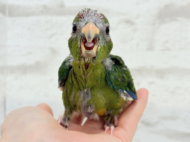【最新画像更新🪄】毎日の成長が楽しみ♬*°キガシラアオハシインコ(ノーマル) ヒナ キガシラアオハシインコ