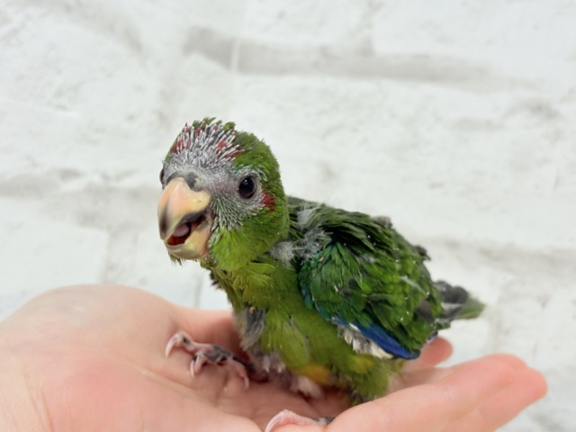 【最新画像更新🪄】毎日の成長が楽しみ♬*°キガシラアオハシインコ(ノーマル) ヒナ キガシラアオハシインコ