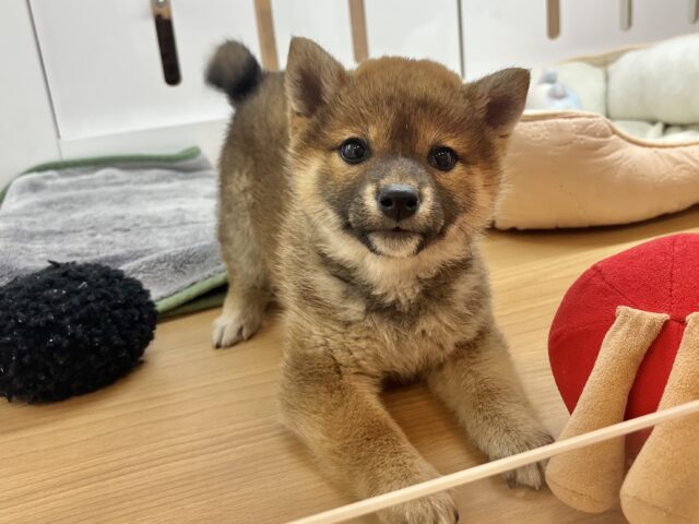 柴犬