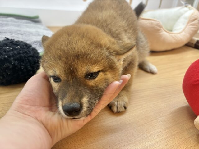 柴犬