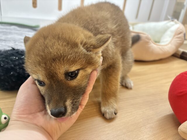 柴犬
