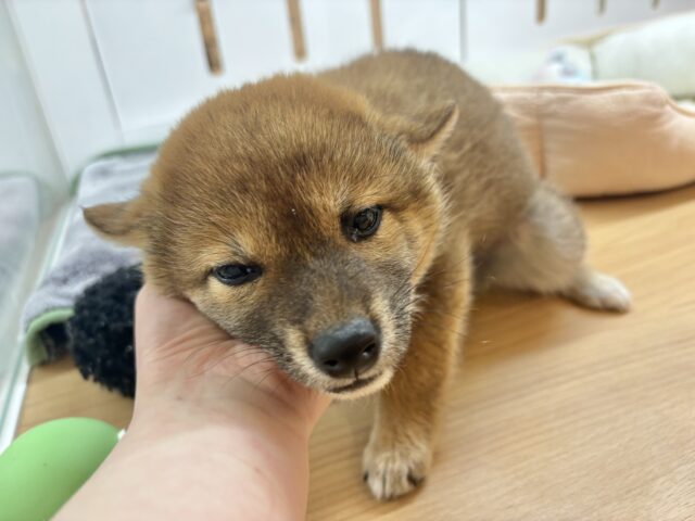 柴犬