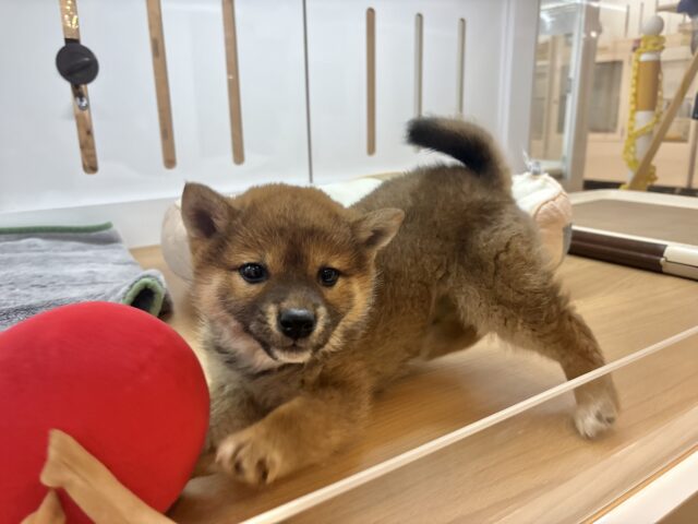 柴犬