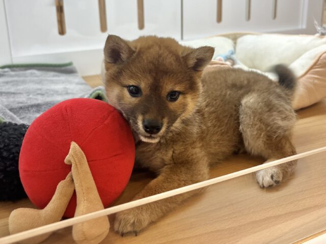 柴犬