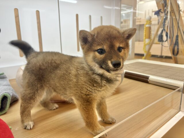 柴犬