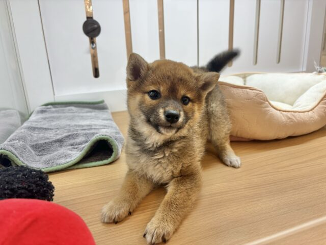 柴犬
