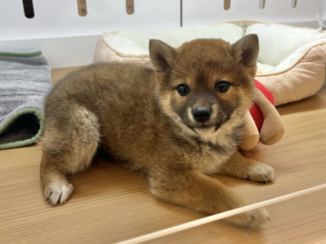柴犬