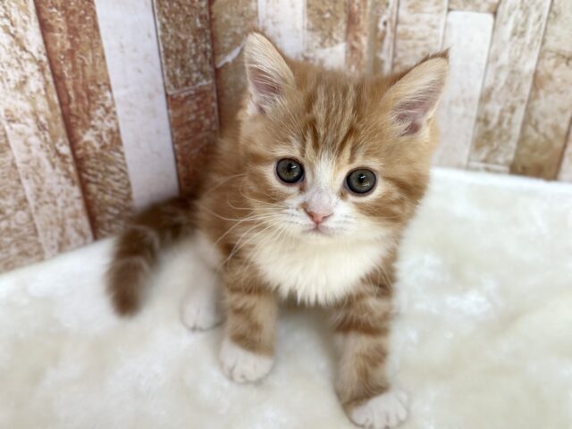 スコティッシュストレート