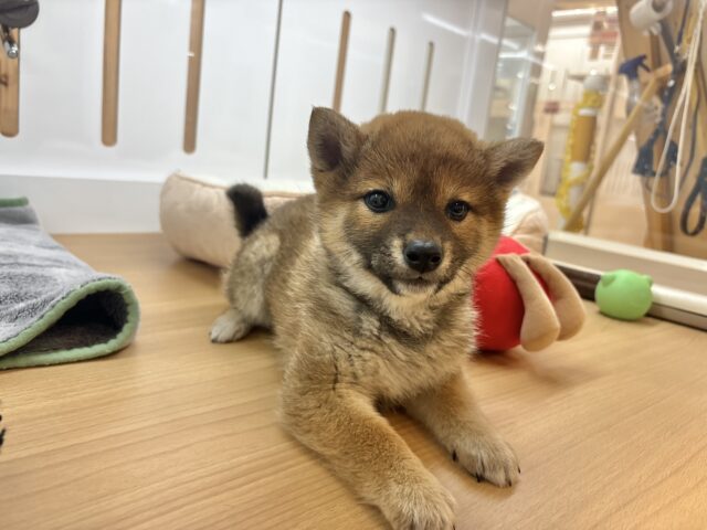 柴犬
