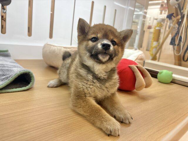 柴犬