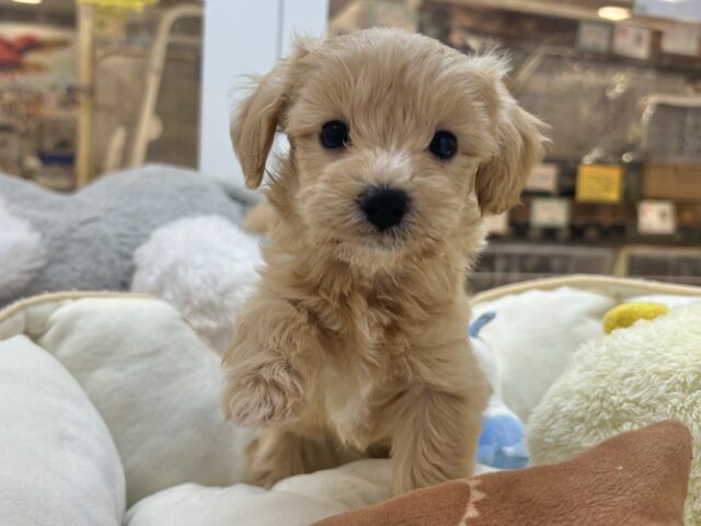 マルプー