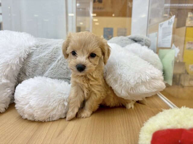 マルプー