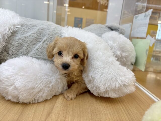 マルプー