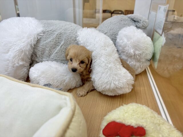 マルプー