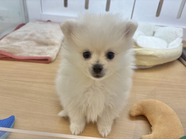ポメラニアン