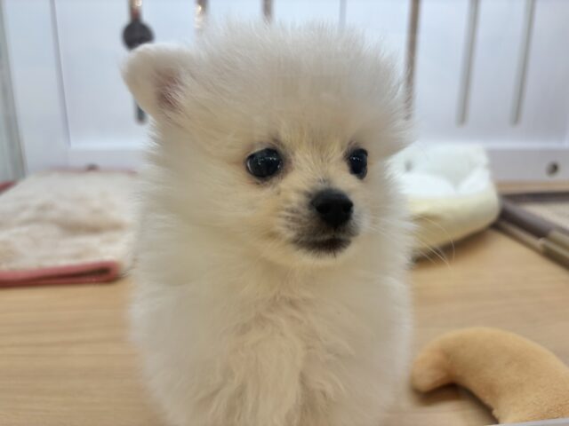 ポメラニアン