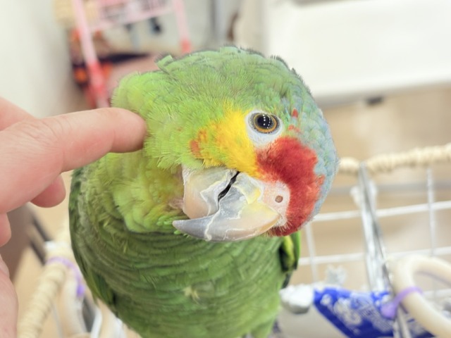 【動画更新🪄】二面性のある魅力的な男子🦜🪇キホオボウシインコ(男の子) キホオボウシインコ