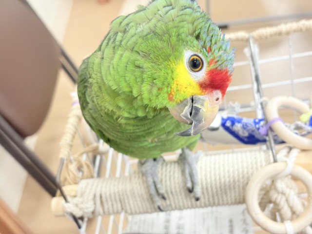 【動画更新🪄】二面性のある魅力的な男子🦜🪇キホオボウシインコ(男の子) キホオボウシインコ