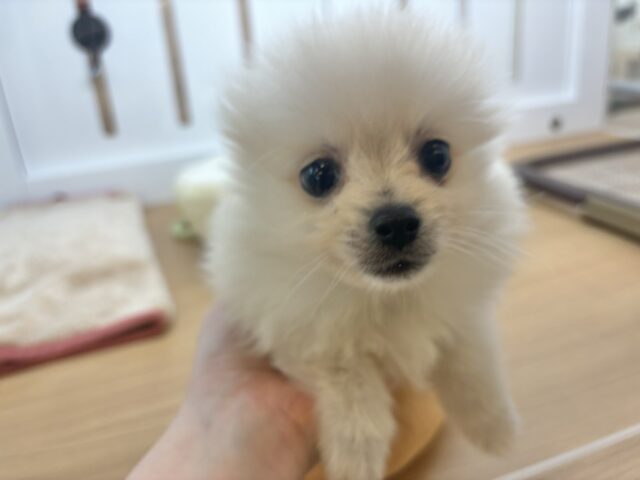 ポメラニアン