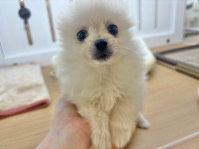 ポメラニアン