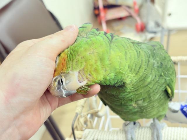 【動画更新🪄】二面性のある魅力的な男子🦜🪇キホオボウシインコ(男の子) キホオボウシインコ