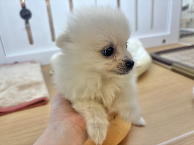 ポメラニアン