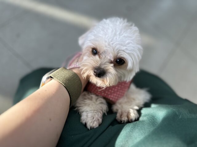 チワプー