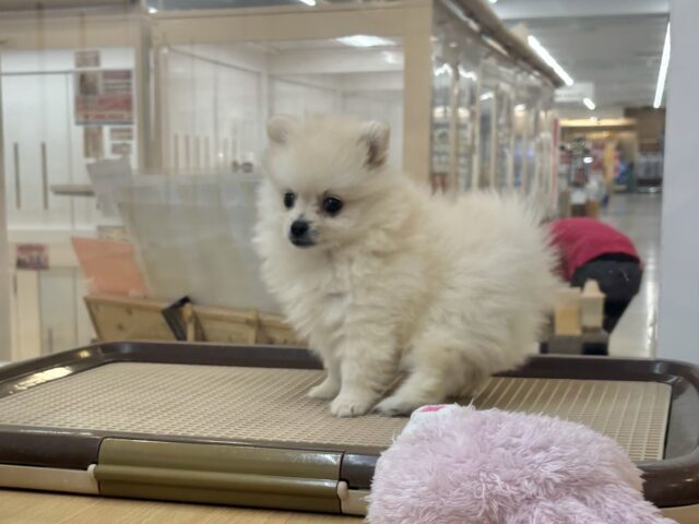 ポメラニアン