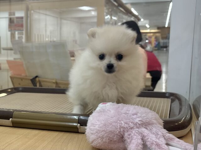 ポメラニアン