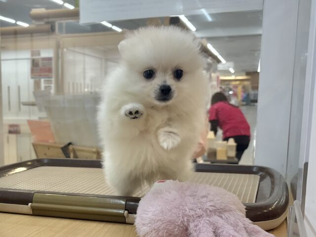 ポメラニアン