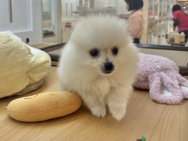 愛が止まること知りませんっ♥ポメラニアンくん! ポメラニアン
