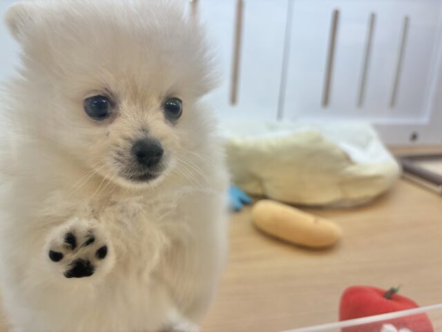 ポメラニアン