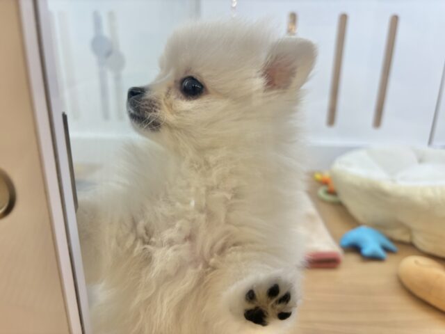ポメラニアン
