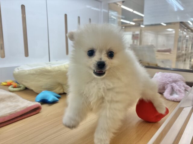 ポメラニアン