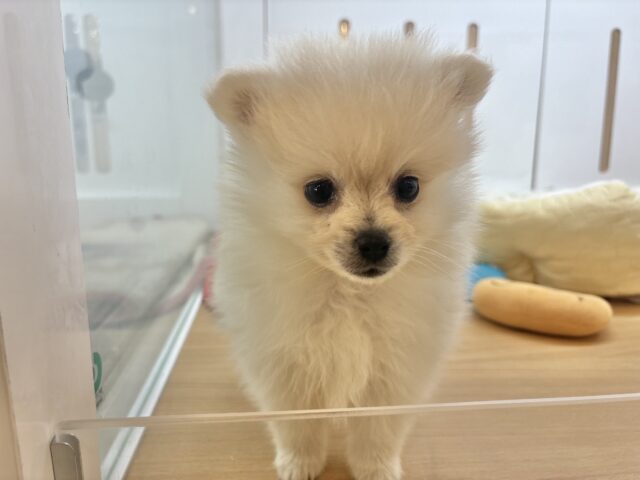 ポメラニアン