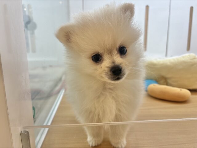 ポメラニアン