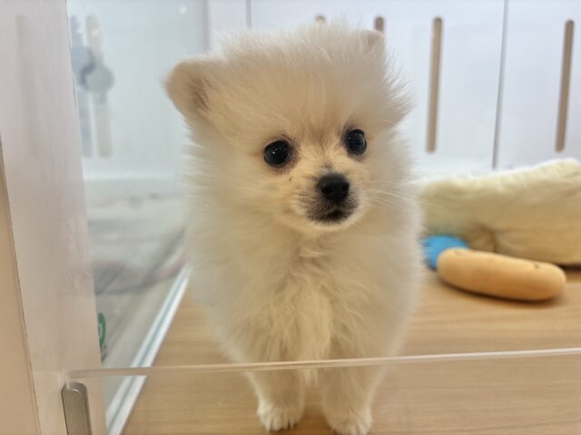 ポメラニアン