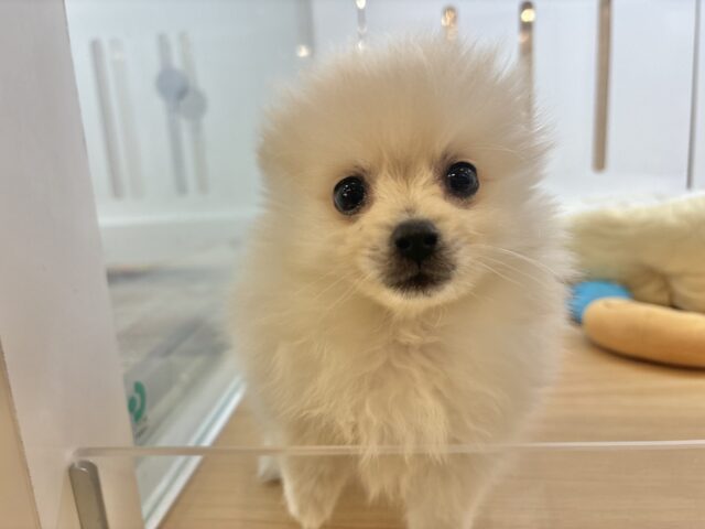 愛が止まること知りませんっ♥ポメラニアンくん! ポメラニアン