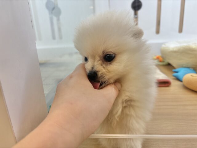 ポメラニアン