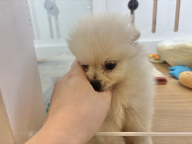 愛が止まること知りませんっ♥ポメラニアンくん! ポメラニアン