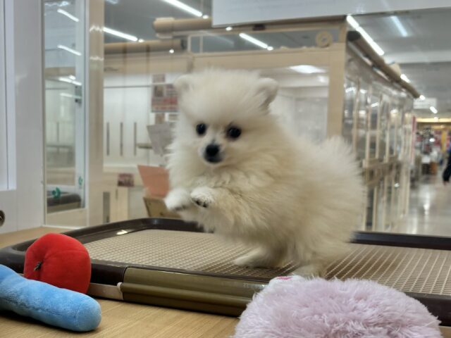 ポメラニアン
