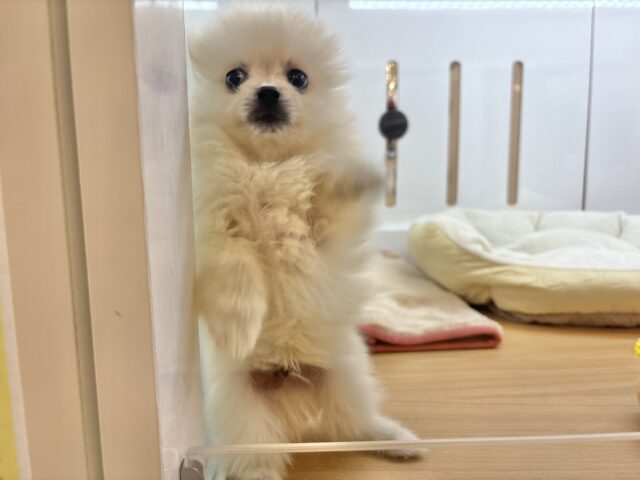 ポメラニアン